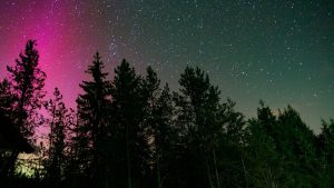 A purple and green aurora over a forest at night