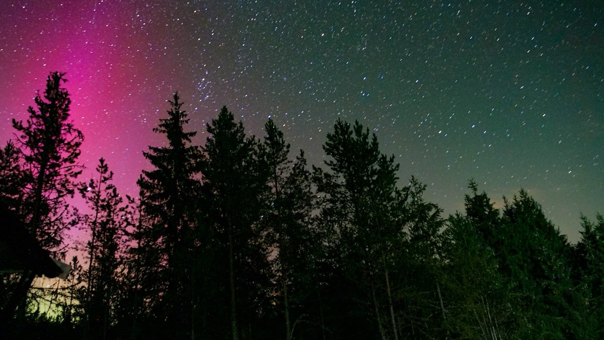 A purple and green aurora over a forest at night